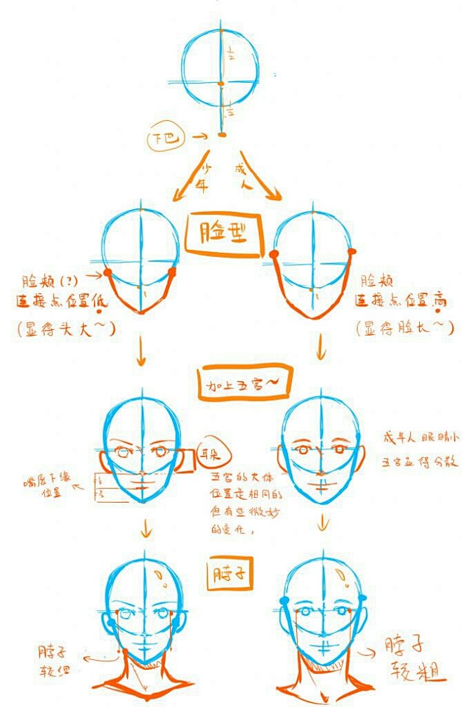 头部教程