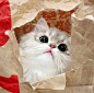 可爱的猫猫头像