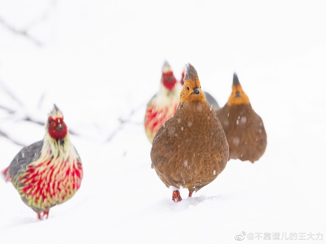 微博 – 随时随地发现新鲜事