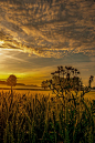  "Distel im Weizenfeld" por Leo Pöcksteiner