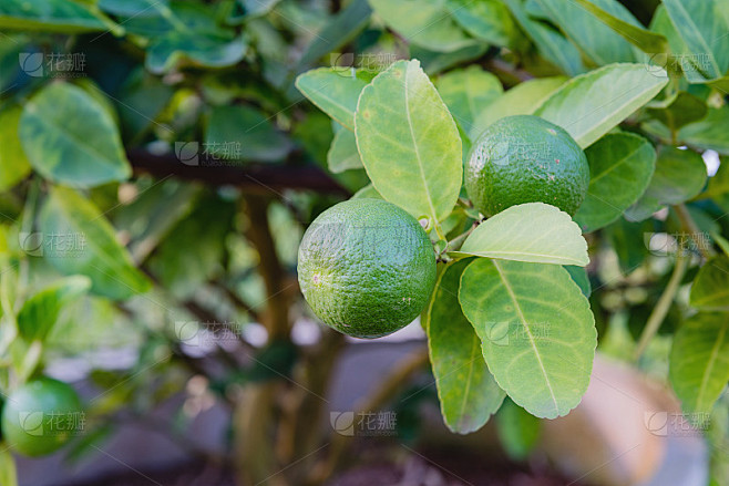 酸橙果，酸橙绿树