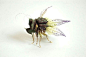 花瓣与叶片 日本艺术家Hiroshi Shinno制作的昆虫模型 ​​​ ​​​​