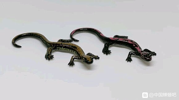 箱根山椒鱼（日本爪鲵） Onychodactylus japonicas
