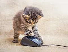 点击来源直接获取大图文件 |A little kitten is played with a computer mouse. Cat caught a mouse. Fun kids fun