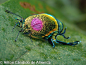 二尾虹灰蝶（Arcas ducalis）