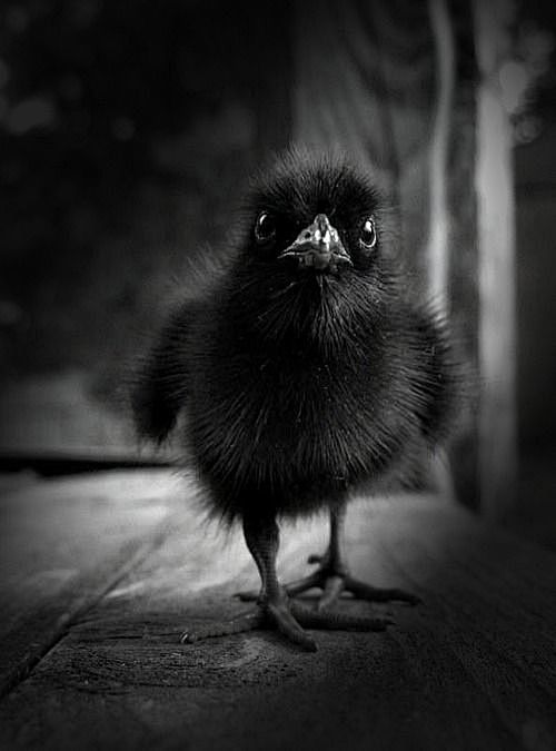 baby raven