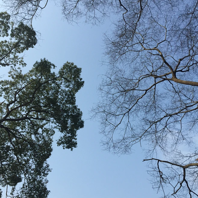 枝桠-花瓣网