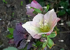 自然 植物 花壁纸 花朵 美丽的花朵 花卉背景 藜芦黑