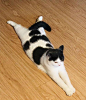 猫咪 趴_百度图片搜索