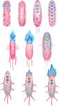 BIOSPORIN : A series of bacteria characters created for an animated TV commercial by a Ukrainian creative advertisement agency FEDORIV.