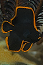 juvenile pinnate batfish Spadefish
