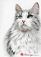 彩铅萌宠猫咪，定制肖像#彩铅#绘画#插画#猫