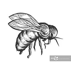 蜂虫动物素描雕刻图片素材