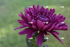 菊花 桌面背景 笔记本电脑壁纸 Windows壁纸 美丽的壁纸