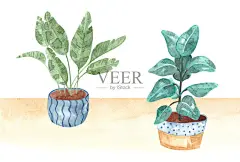 盆栽植物,室内植物,水彩画,可爱的,水彩画颜料正版插画素材