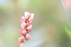 小草，花朵，野花，小花，花朵，818A0453 – 饿狐背景网站-微距高清设计素材免费图片下载海报壁纸摄影背景素材，背景图，背景墙，背景板，背景图片，背景纹理，背景板设计，背景材质，背景大图