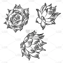 画仙人掌多肉花束元素的邀请，贺卡，封面和其他项目。向量。