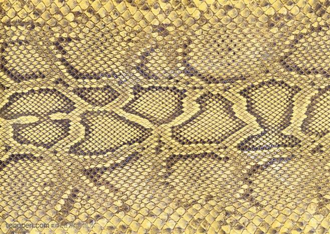 皮纹特写-黄色蛇皮纹理高清免费设计图片素...