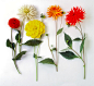 影棚拍摄,室内,红色,白色,黄色_83182262_Red, white, yellow and orange dahlias_创意图片_Getty Images China