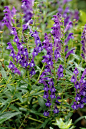 Scutellaria baicalensis Georgi 黄芩