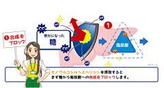 接种单葡糖基橙皮苷首先会阻断糖类合成脂肪酸。