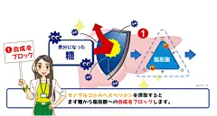 接种单葡糖基橙皮苷首先会阻断糖类合成脂肪酸。