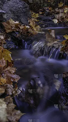 流与树叶