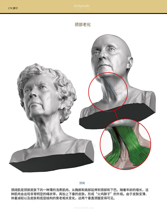 雕塑家解剖学03_头颈结构_174