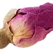 重瓣红玫瑰