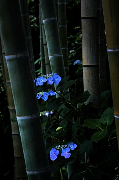 5liui_静ing采集到雨静飞蝶彤竹青