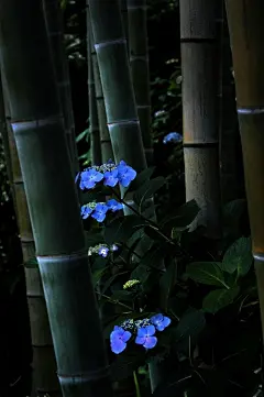  绣球，竹林，日本