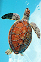 龟鳖目·海龟科·海龟属：海龟