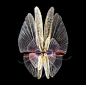 用昆虫的翅膀组成盛开的蝴蝶“花”
法国摄影师 Seb Janiak ​​​​