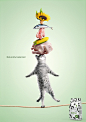 Safari : Safari – dry pet nutrition. Print campaign.