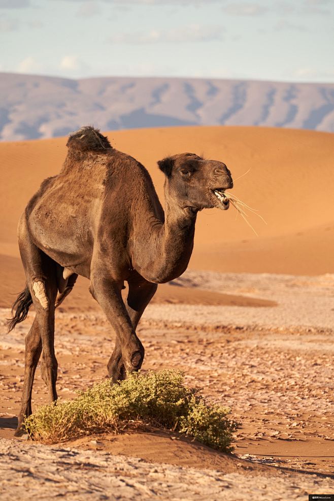 沙漠饥饿食物骆驼干粮动物摄影图片图片壁纸