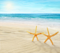 大海沙滩海星背景图片