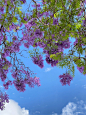  紫色浪漫的蓝花楹树~ ​​​​