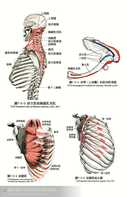 人体解剖--骨骼，肌肉很全面的套图