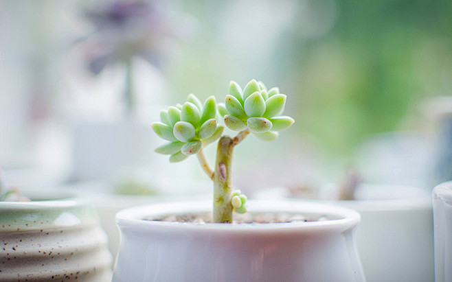 小清新多肉植物绿色护眼电脑桌面壁纸-55...