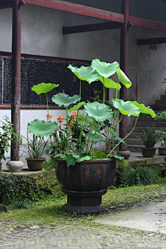 酱爆虎皮兰采集到C 场景照片