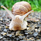 Wait for me ... I will follow you ! - Burgundy Snail, Germany | Flickr – 相片分享！