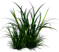 草类 植物PNG PNG素材 绿叶 藤蔓 叶子PNG 花朵 薰衣草 玫瑰 花PNG