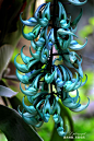 蓝绿色的禾雀花名叫翡翠葛，又叫碧玉藤，国内仅有一株，栽培在华南植物园。