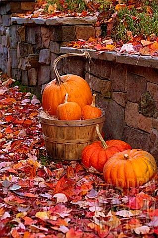 Colorful Autumn: 