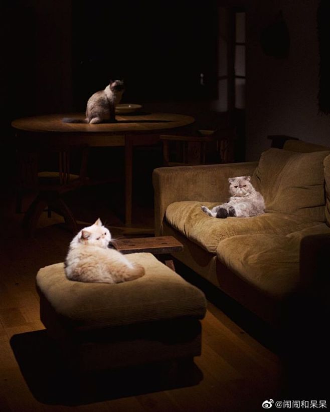 猫和古家具的一些新视角～

cr：nek...