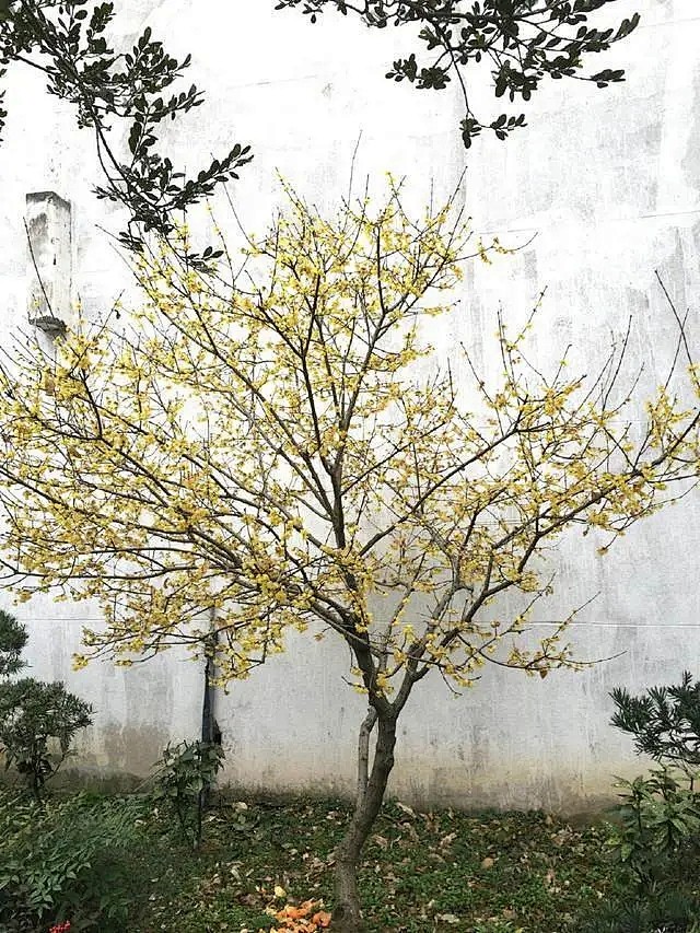 腊梅