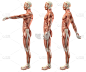 三维图形,肩,人体,健康保健,鼓起肌肉,去皮食品,肌腱,正面视角,胸部,水平画幅