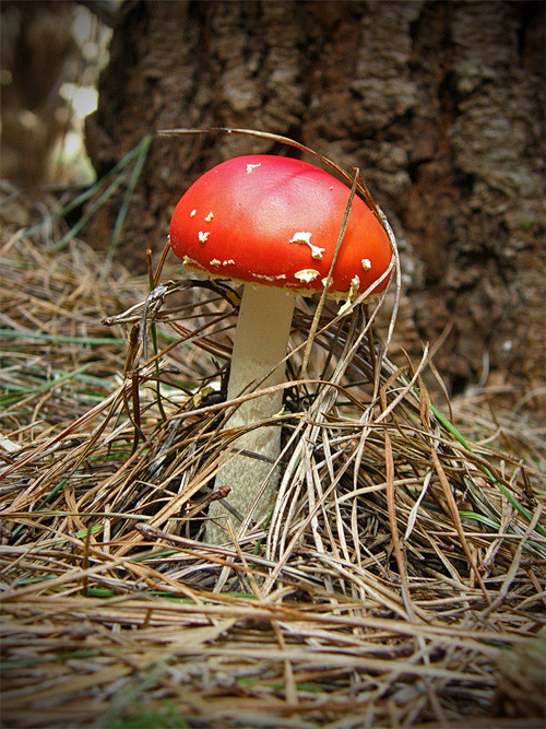 30张可爱的蘑菇摄影照片