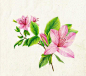 彩铅花卉