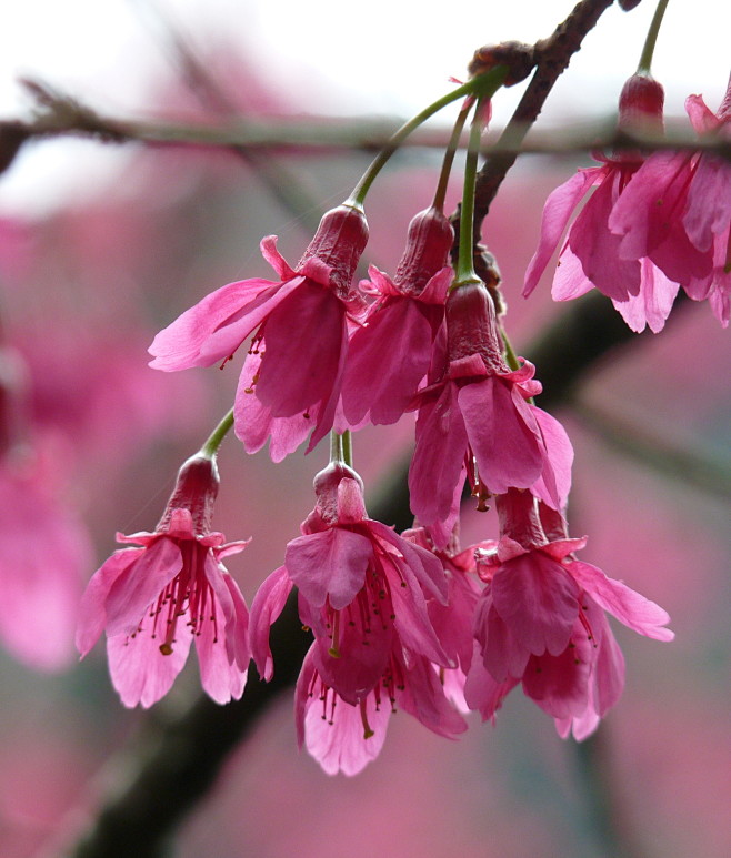 绯寒樱（Prunus campanula...